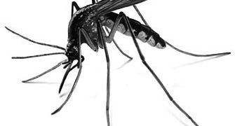 Carnival 2019: Help prevent mosquito-borne diseases. Wear light colored clothing at dusk and use mosquito repellent