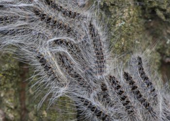 Poisonous caterpillars putting a damper on outdoor fun
