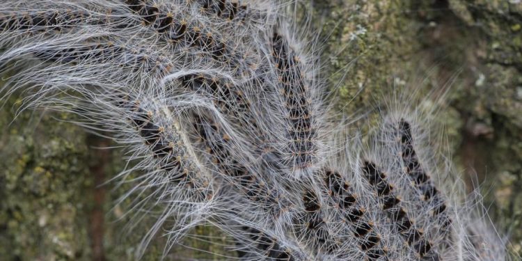 Poisonous caterpillars putting a damper on outdoor fun