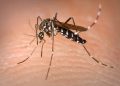 Climate change, globalisation and mosquitos: Dutch research the impact