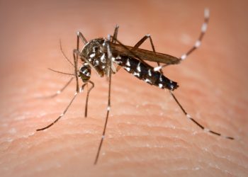Climate change, globalisation and mosquitos: Dutch research the impact