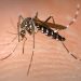 Climate change, globalisation and mosquitos: Dutch research the impact