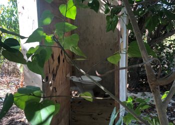 Nature Foundation Again Requests Urgent Action on the Management of Nation’s Beaches after Illegally Constructed Toilets Found on Mullet Bay Beach