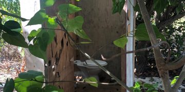 Nature Foundation Again Requests Urgent Action on the Management of Nation’s Beaches after Illegally Constructed Toilets Found on Mullet Bay Beach