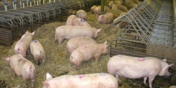 900 dead pigs found in Winterswijk barn