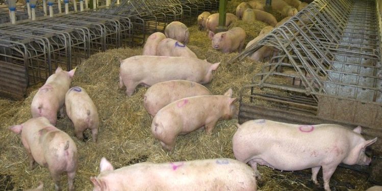 900 dead pigs found in Winterswijk barn