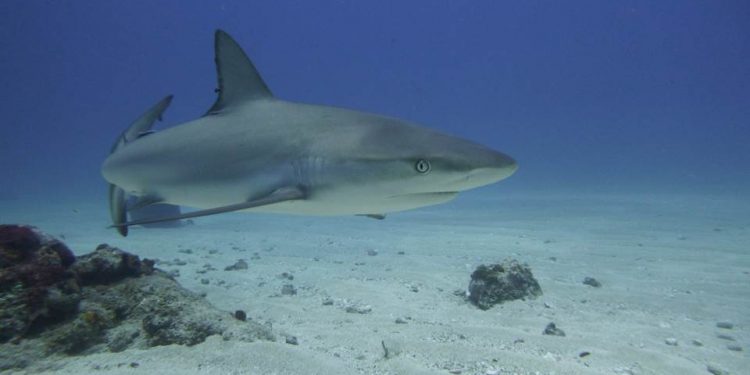 Nature Foundation Organizes 4th Annual Sint Maarten Shark Week Event