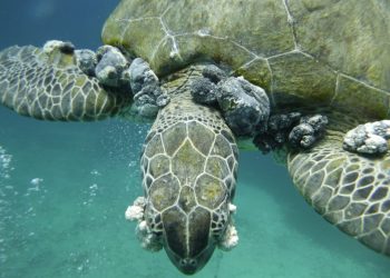 Disease Linked to Poor Water Quality Affecting Island’s Sea Turtle Population
