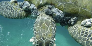 Disease Linked to Poor Water Quality Affecting Island’s Sea Turtle Population