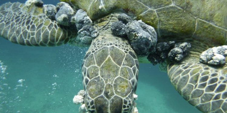 Disease Linked to Poor Water Quality Affecting Island’s Sea Turtle Population
