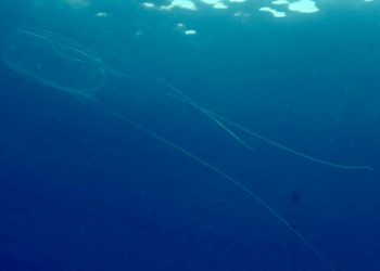 Nature Foundation Records Presence of Box Jellyfish in local waters after individuals Stung. Gives Tips on First Aid and Prevention for Jellyfish Stings