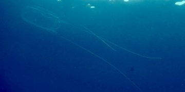 Nature Foundation Records Presence of Box Jellyfish in local waters after individuals Stung. Gives Tips on First Aid and Prevention for Jellyfish Stings