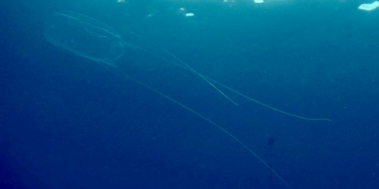 Nature Foundation Records Presence of Box Jellyfish in local waters after individuals Stung. Gives Tips on First Aid and Prevention for Jellyfish Stings
