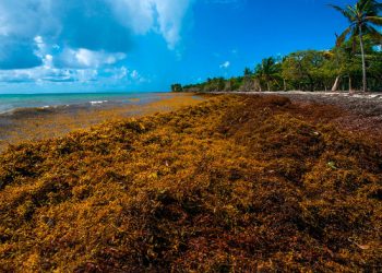 Large Influx of Sargassum Currently Making Landfall on St. Maarten; Nature Foundation Warns of Potential Health Effects