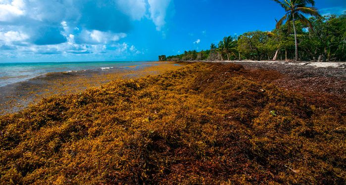 Large Influx of Sargassum Currently Making Landfall on St. Maarten; Nature Foundation Warns of Potential Health Effects