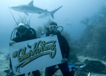 SXM Shark Foundation launched with pledge to improve shark conservation