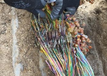 TelEm Group technicians carrying out cable repairs in Betty’s Estate Thursday