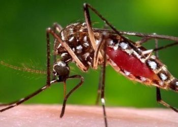 PAHO issues Dengue warning