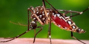 PAHO issues Dengue warning