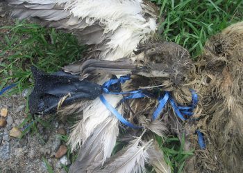 Nature Foundation Calls on Community to Eliminate Balloons from the Environment: Our Celebrations are Wreaking Havoc on our Marine and Wildlife