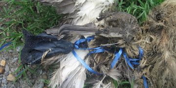 Nature Foundation Calls on Community to Eliminate Balloons from the Environment: Our Celebrations are Wreaking Havoc on our Marine and Wildlife