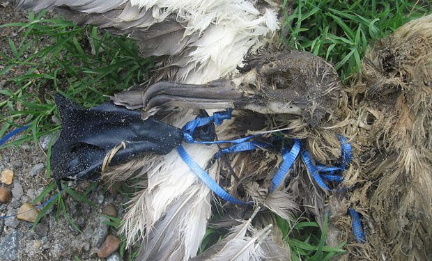 Nature Foundation Calls on Community to Eliminate Balloons from the Environment: Our Celebrations are Wreaking Havoc on our Marine and Wildlife