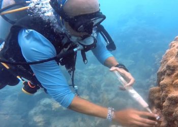 Sint Maarten Nature Foundation Joins Expert Meeting to Tackle New Coral Disease