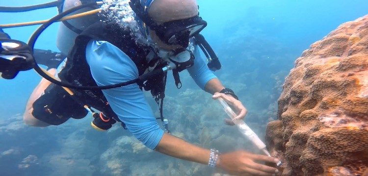 Sint Maarten Nature Foundation Joins Expert Meeting to Tackle New Coral Disease