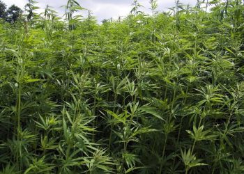 Cannabis legalization has no immediate impact on crime stats: Dutch police