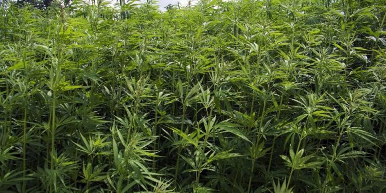 Cannabis legalization has no immediate impact on crime stats: Dutch police