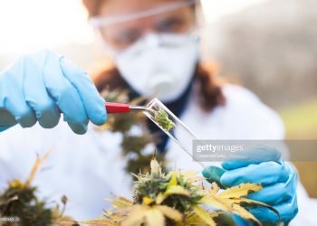 Sint Maarten ready for prescription of medicinal cannabis