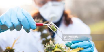 Sint Maarten ready for prescription of medicinal cannabis