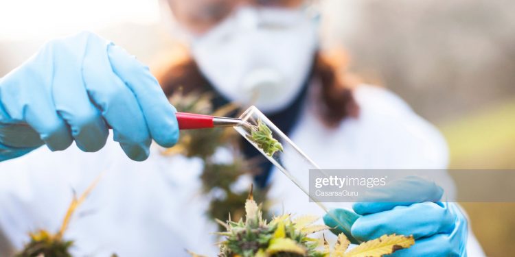 Sint Maarten ready for prescription of medicinal cannabis