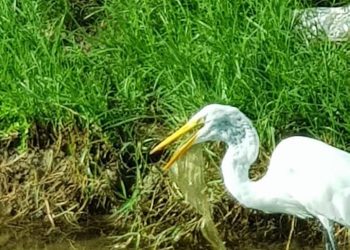 Nature Foundation Warns about Large Amounts of Single-use Plastics in the Environment, Causing Birds to eat our Plastics and Die.