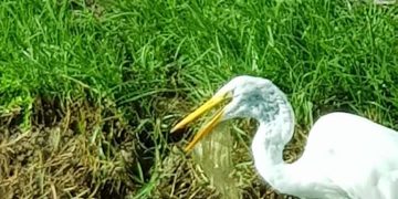Nature Foundation Warns about Large Amounts of Single-use Plastics in the Environment, Causing Birds to eat our Plastics and Die.