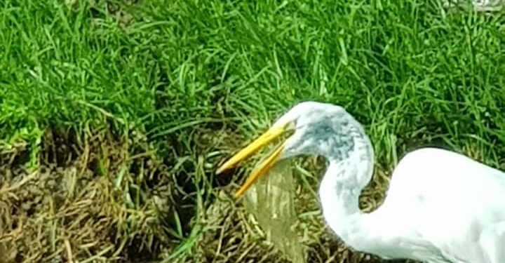 Nature Foundation Warns about Large Amounts of Single-use Plastics in the Environment, Causing Birds to eat our Plastics and Die.