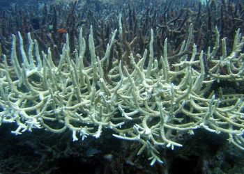 Tobago’s coral reefs on ‘Bleaching Alert Level One’