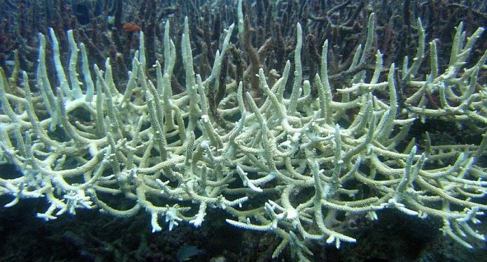 Tobago’s coral reefs on ‘Bleaching Alert Level One’