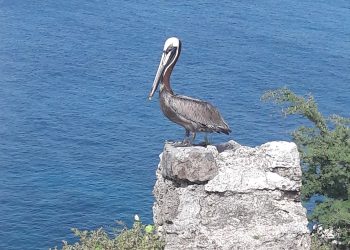 The Nature Foundation St Maarten Researches the Current Status of the National Bird Population the ‘Brown Pelican’ on our Island.