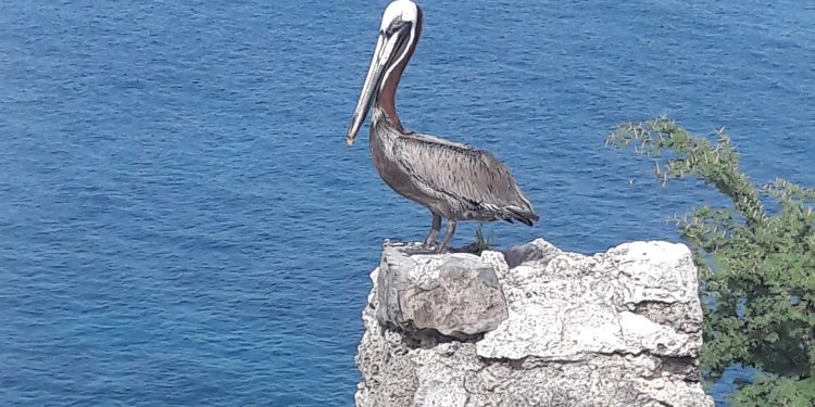The Nature Foundation St Maarten Researches the Current Status of the National Bird Population the ‘Brown Pelican’ on our Island.