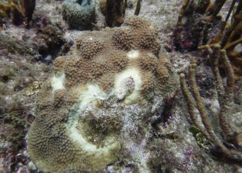 Nature Foundation Re-Surveys the Impact of Coral Tissue Loss Disease on St Maarten Reefs; Coral Colonies Still Strongly Impacted by the Disease.