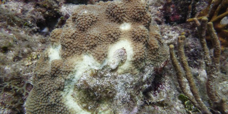 Nature Foundation Re-Surveys the Impact of Coral Tissue Loss Disease on St Maarten Reefs; Coral Colonies Still Strongly Impacted by the Disease.