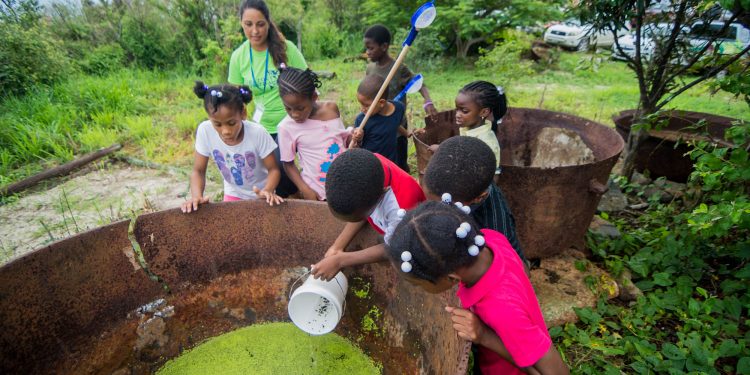 Fun Activities with Birds and Heritage at Free Migratory Bird Festival on Saturday