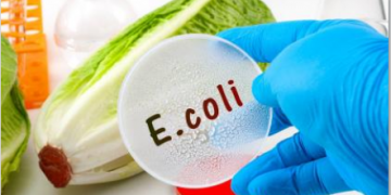 POTENTIALLY CONTAMINATED ROMAINE LETTUCE