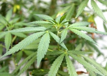 Legislation to Legalize Marijuana in Trinidad and Tobago Introduced in Parliament