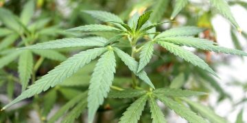 Legislation to Legalize Marijuana in Trinidad and Tobago Introduced in Parliament