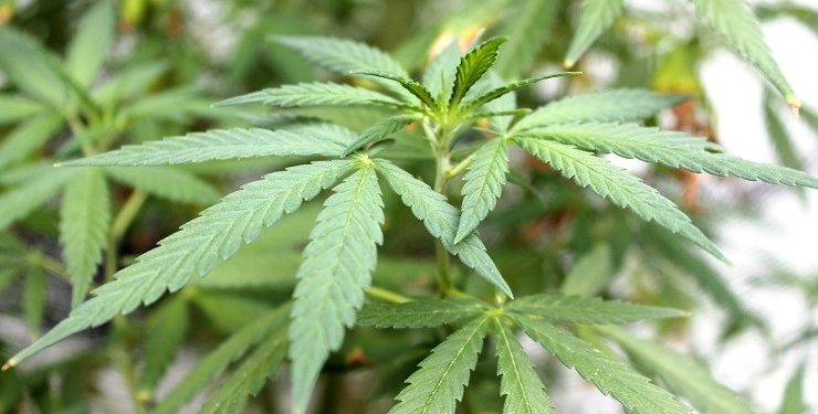 Legislation to Legalize Marijuana in Trinidad and Tobago Introduced in Parliament