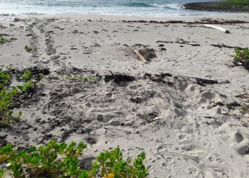Nature Foundation Warns for Expected Sea Turtle Hatching and Ask Public to be Cautious!