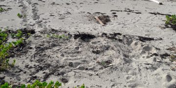 Nature Foundation Warns for Expected Sea Turtle Hatching and Ask Public to be Cautious!