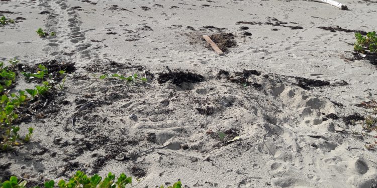 Nature Foundation Warns for Expected Sea Turtle Hatching and Ask Public to be Cautious!